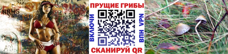 дарк нет состав Далматово Галлюциногенные грибы GOLDEN TEACHER